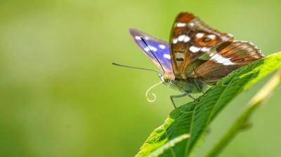 Springwatch