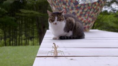 A Cat's-Eye View of Japan
