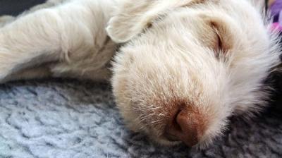 Too Cute