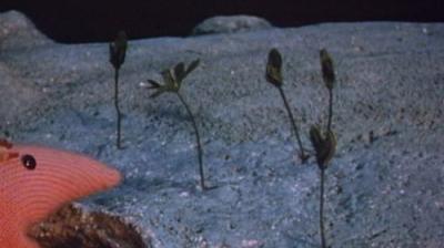 Clangers