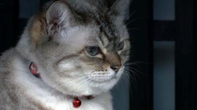 A Cat's-Eye View of Japan