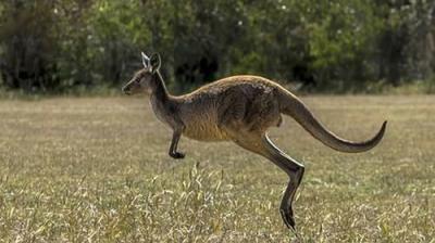 How Do Animals Do That?