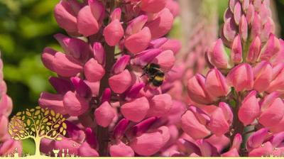 Gardeners' World