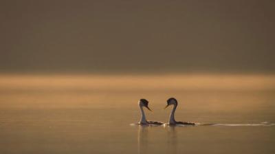 The Secret Lives of Animals