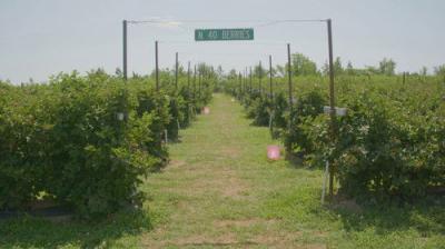 Oklahoma Gardening