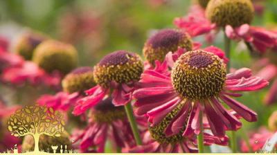 Gardeners' World