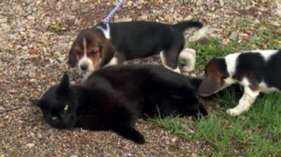 The Incredible Dr. Pol