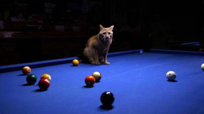 A Cat's-Eye View of Japan