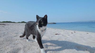 A Cat's-Eye View of Japan