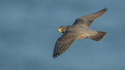 Springwatch