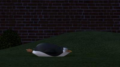 Madagaskaro pingvinai