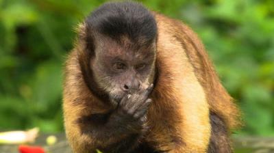 David Attenborough's Natural Curiosities