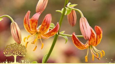 Gardeners' World