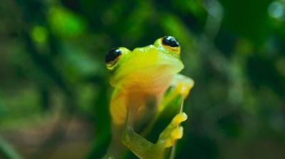 The Secret Lives of Animals