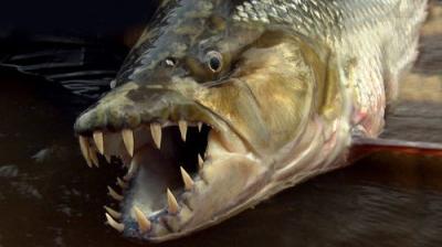 River Monsters