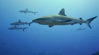When Sharks Attack