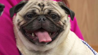 The Incredible Dr. Pol