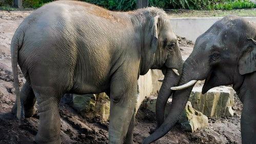 Het Echte Leven in de ZOO filmas žiurėti online