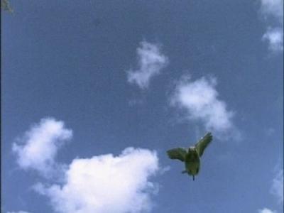 The Life of Birds