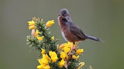 Springwatch