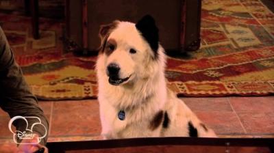 Dog with a Blog