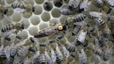 Foreign Correspondent