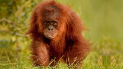 The Secret Life of the Zoo