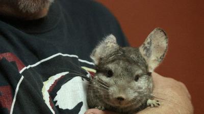 Dr. K's Exotic Animal ER