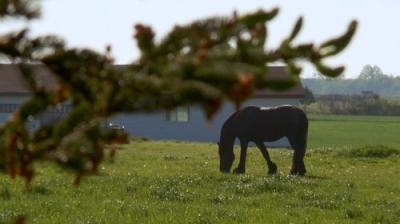 The Incredible Dr. Pol
