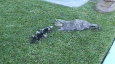 Funniest Pets & People