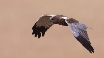 Springwatch