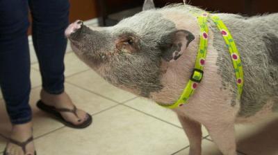 Dr. K's Exotic Animal ER