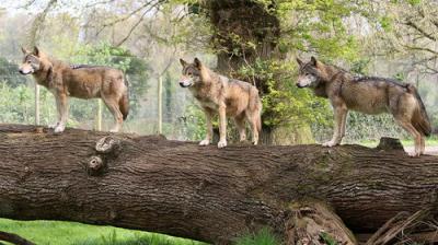 Animal Park