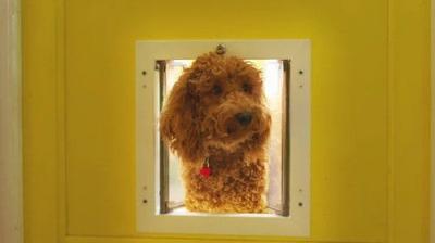 Waffle the Wonder Dog