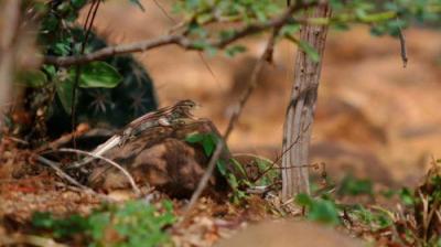 Race Across the World