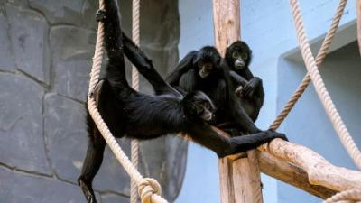 Het Echte Leven in de ZOO
