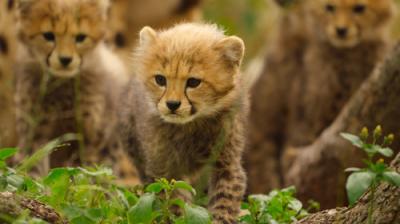 Born to Be Wild