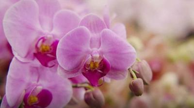 Gardening Australia