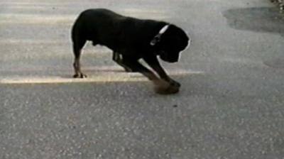 Funniest Pets & People