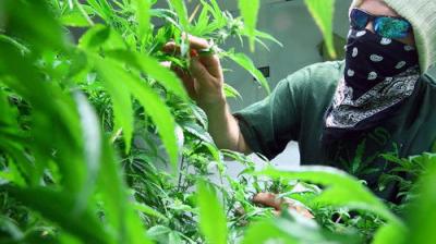 Drugs, Inc.