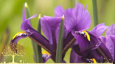 Gardeners' World