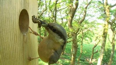 Springwatch