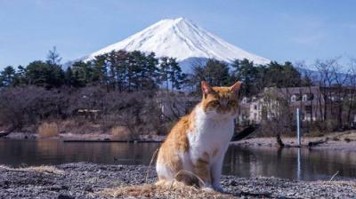 A Cat's-Eye View of Japan