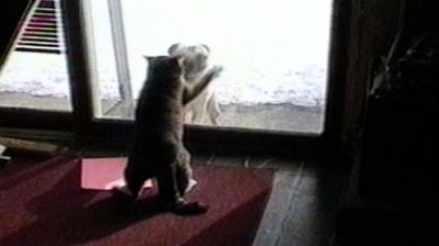 Funniest Pets & People