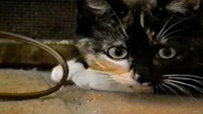 Funniest Pets & People