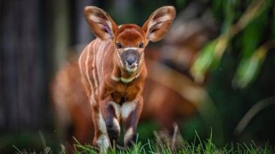 The Secret Life of the Zoo