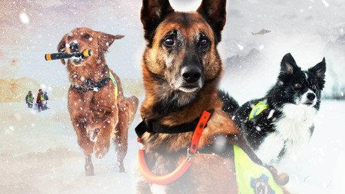 Redningshundene filmas žiurėti online