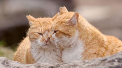 A Cat's-Eye View of Japan