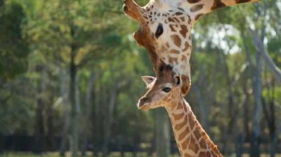 Taronga: Who's Who In The Zoo