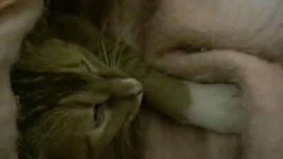 Funniest Pets & People